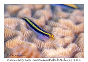 Yellownose Goby