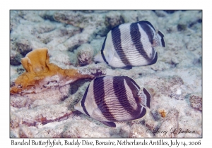 Banded Butterflyfish