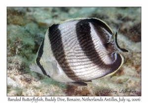 Banded Butterflyfish