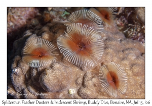 Splitcrown Feather Dusters & Irrescent Shrimp