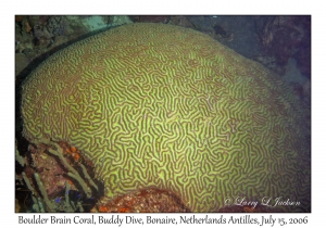 Boulder Brain Coral