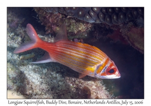 Longjaw Squirrelfish