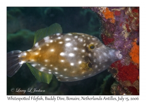 Whitespotted Filefish