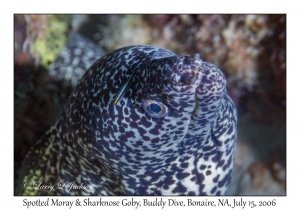 Spotted Moray & Sharknose Goby