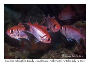 Blackbar Soldierfish