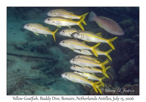 Yellow Goatfish