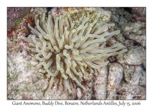 Giant Anemone