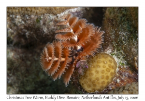 Christmas Tree Worm