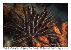 Black & White Crinoid