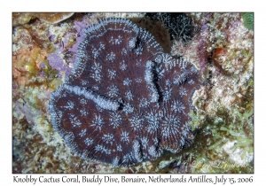 Knobby Cactus Coral