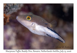 Sharpnose Puffer