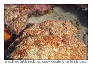 Spotted Scorpionfish