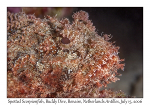 Spotted Scorpionfish