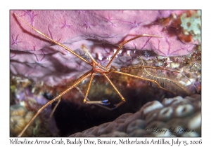 Yellowline Arrow Crab