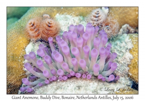 Giant Anemone