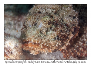 Spotted Scorpionfish