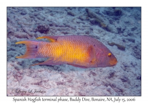 Spanish Hogfish