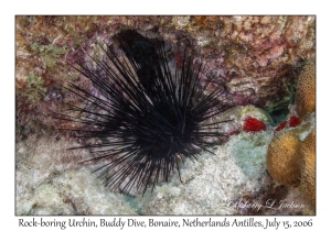 Rock-boring Urchin