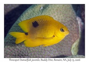 Threespot Damselfish juvenile