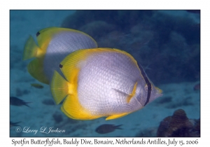 Spotfin Butterflyfish