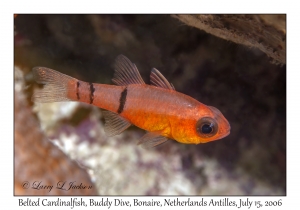 Belted Cardinalfish