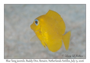 Blue Tang juvenile