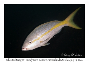 Yellowtail Snapper