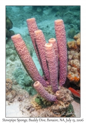 Stovepipe Sponge