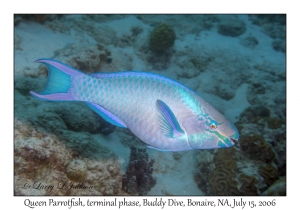 Queen Parrotfish