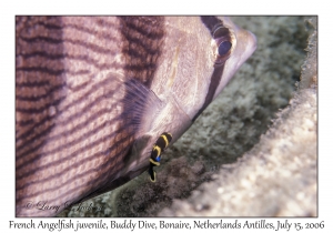 French Angelfish juvenile