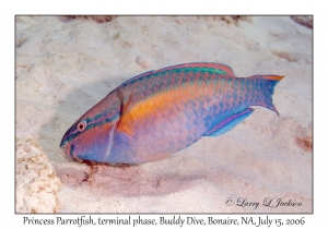 Princess Parrotfish