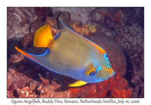 Queen Angelfish