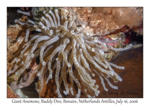 Giant Anemone