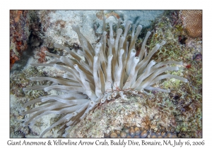 Giant Anemone & Yellowline Arrow Crab