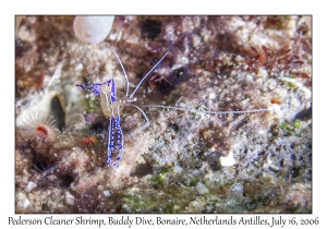 Pederson Cleaner Shrimp