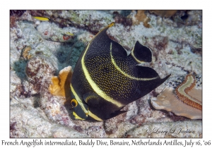 French Angelfish