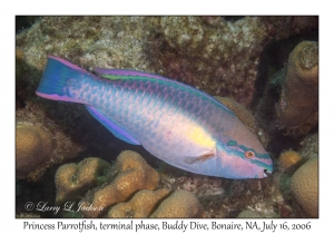 Princess Parrotfish