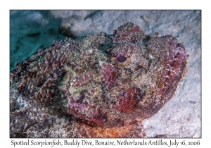 Spotted Scorpionfish