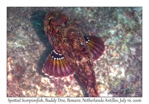 Spotted Scorpionfish