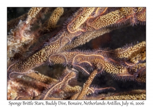 Sponge Brittle Star