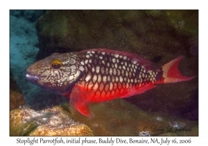 Stoplight Parrotfish