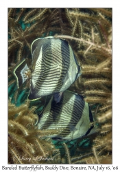 Banded Butterflyfish