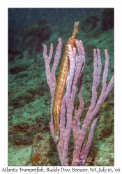 Atlantic Trumpetfish