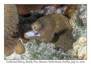 Goldentail Moray