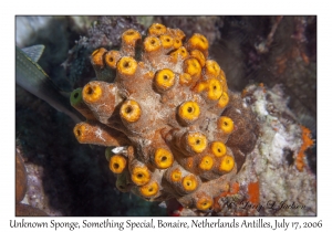 Unknown Sponge