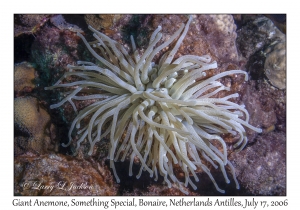 Giant Anemone