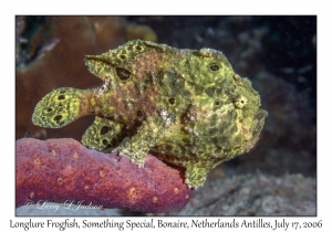 Longlure Frogfish