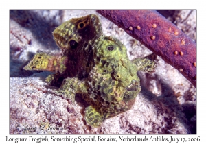 Longlure Frogfish