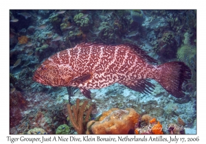 Tiger Grouper