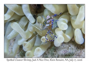 Spotted Cleaner Shrimp